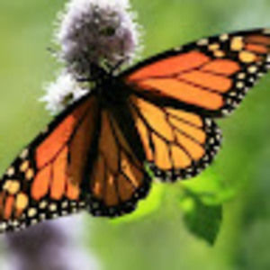 Meet your Posher, Mckenna